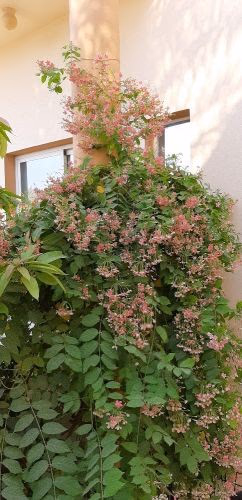 صورة 2