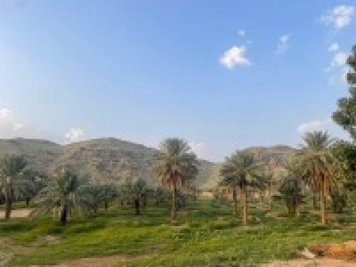للبيع قطعة أرض زارعية بهدى الشام مساحة 10الف م بصك إلكتروني وافراغ فوري