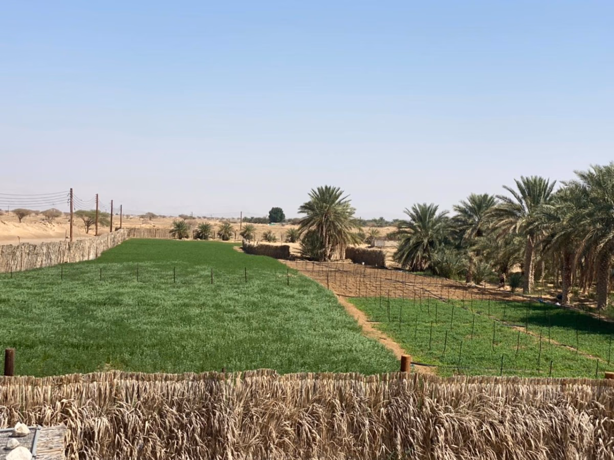 صورة 3